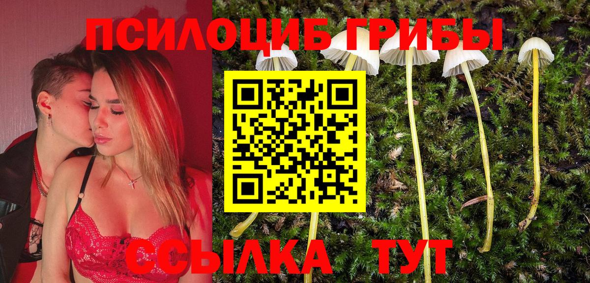 Галлюциногенные грибы Psilocybe Астрахань